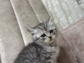 Yavru kedi 