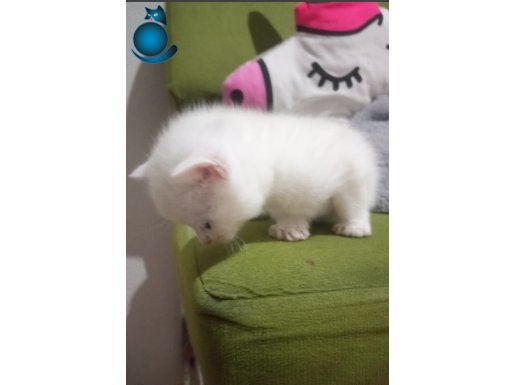 Ankara British Shorthair Renk Renk Yavrular