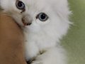sevimli scottish fold long hair beyaz prenses
