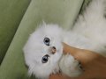 sevimli scottish fold long hair beyaz prenses