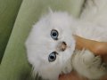 sevimli scottish fold long hair beyaz prenses