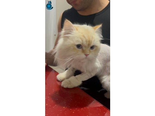 SHOW KALİTE MAVİ GÖZLÜ KISIR ERKEK KEDİ ÇOK AKILLI VE ZEKİ 