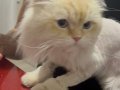 SHOW KALİTE MAVİ GÖZLÜ KISIR ERKEK KEDİ ÇOK AKILLI VE ZEKİ 
