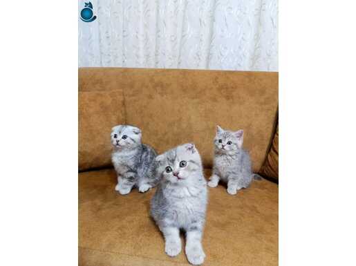 safkan scottish ve british shorthair kedi