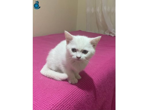 KARTOPUMUZ YENİ YUVASINI ARIYOR
