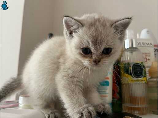BLUEPOİNT KEDİMİZE YUVA ARIYORUZ