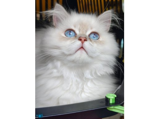 Safkan şecereli ŞAMPİYON ANNEDEN yavru british longhair 