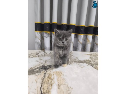 British shorthair