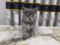 British Shorthair dişi yavru