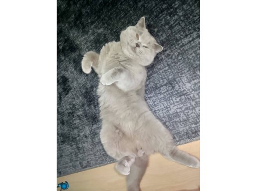 Çok uyumlu bir kedi ilgi bagımlısı bakımı kolay sevecen 