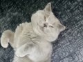 Çok uyumlu bir kedi ilgi bagımlısı bakımı kolay sevecen 