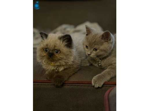 British shorthair(erkek)-british longhair(dişi)