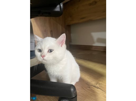 Safkan yavru shorthair