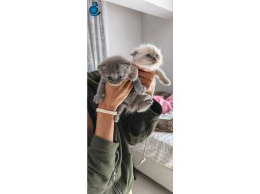 Güzel bebeklerimiz yuvalarını arıyor