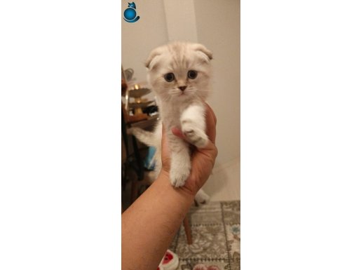 Güzel bebeklerim sahiplerini bekliyor