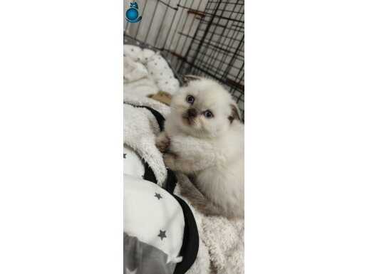 Çikolata blue point bebeklerimiz