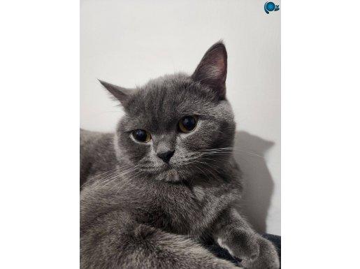 Kedi sahiplenme