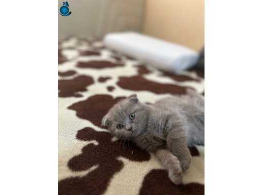 Safkan scotis fold lilaç top kafa 