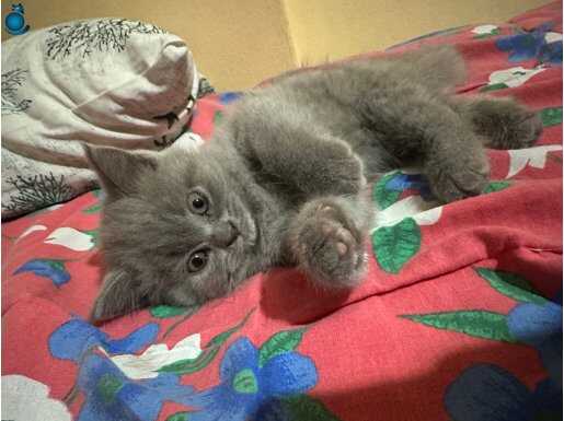 Safkan lilaç top kafa british shorthair