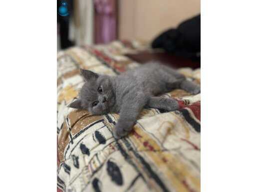 Safkan britis shorthair 
