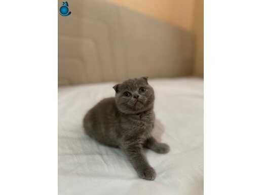 Safkan top kafa lilac sctis fold