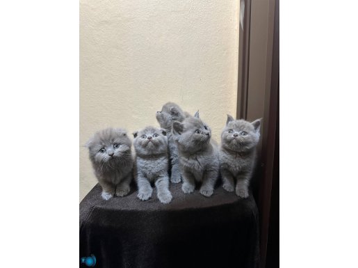 Safkan top kafa lilac kardeşler 