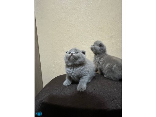 Safkan top kafa nadir renk lilac