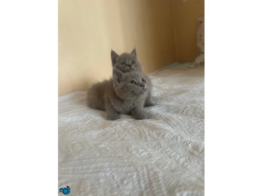 Safkan lilac top kafa yavrular