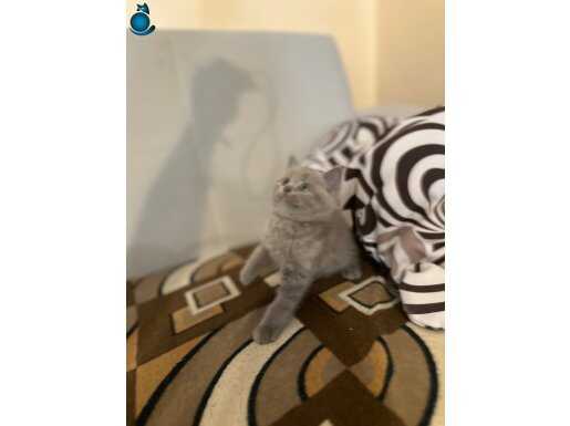Safkan britis shorthair