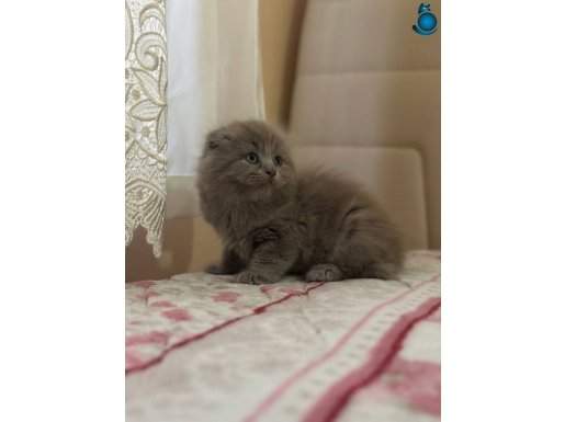 Scotis fold longh hair