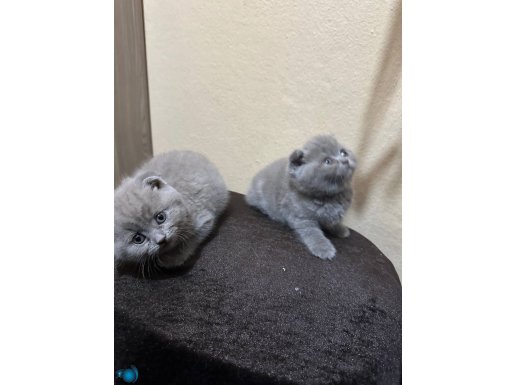 Safkan scotis fold top kafa özel renk lilac