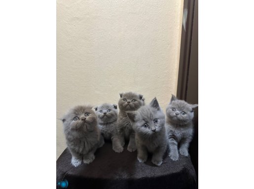 Safkan lilac renk top kafa scotis fold britis short hair