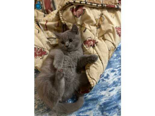 Safkan top kafa lilaç brtish shorthair