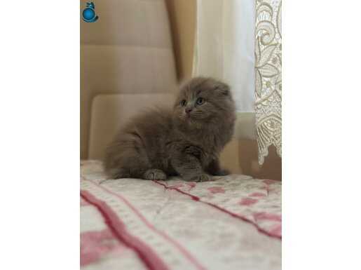 Safkan aslan yeleli lilac scotis fold yavrularım
