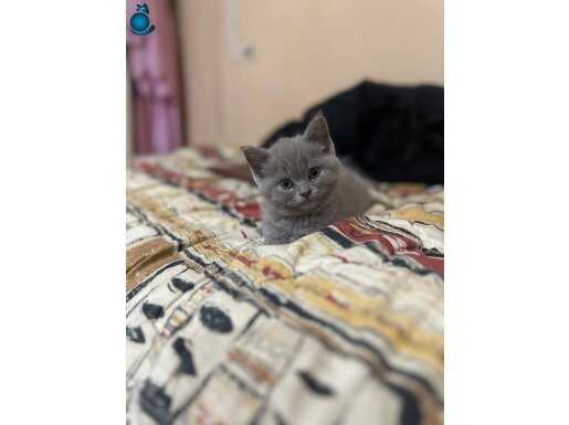 Safkan britsh short hair lilaç