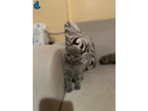 Safkan top kafa scotis fold lilac dişi 