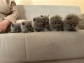 Safkan British Shorthair Lilac Kardeşler