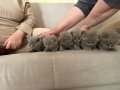 Safkan British Shorthair Lilac Kardeşler