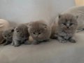 Safkan British Shorthair Lilac Kardeşler