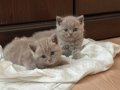 Safkan Lilac British Shorthair Yavrular