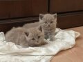 Safkan Lilac British Shorthair Yavrular