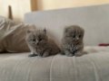 Safkan Lilac Scottish Fold Yavrular 