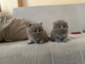 Safkan Lilac Scottish Fold Yavrular 