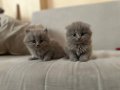 Safkan Lilac Scottish Fold Yavrular 