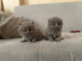 Safkan Lilac Scottish Fold Yavrular 