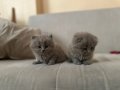 Safkan Lilac Scottish Fold Yavrular 