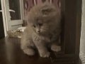 Sakin Mizaçlı 2 Aylık Scottish Fold Lilac
