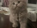 Sakin Mizaçlı 2 Aylık Scottish Fold Lilac