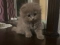 Sakin Mizaçlı 2 Aylık Scottish Fold Lilac