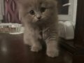 Sakin Mizaçlı 2 Aylık Scottish Fold Lilac